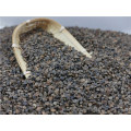 BLACK BROOMCORN MILLET